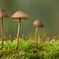 Unknown fungi 5 